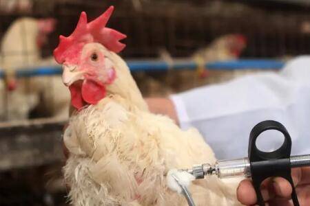 养鸡预防鸡瘟的方法_养鸡