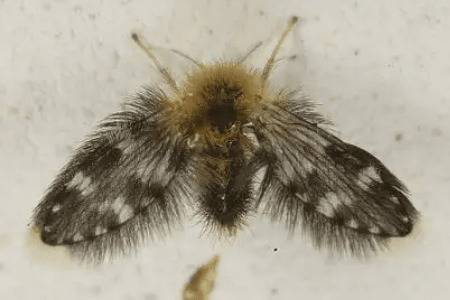 蛾蚋经常出现在什么环境中_养殖问答