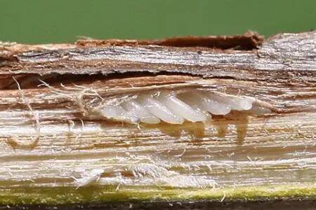 蝉卵怎么孵化,采集好卵枝是关键_养殖问答