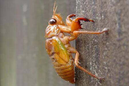 知了猴怎么种植好_养殖问答