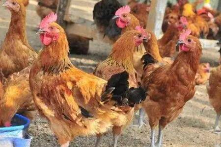 鸡发鸡瘟后多久死亡,鸡发鸡瘟后有哪些症状_养鸡