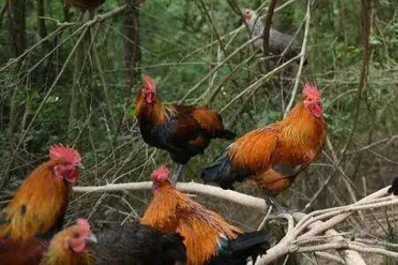 养鸡时怎么防治鸡瘟,注射鸡新城疫疫苗很重要_养鸡