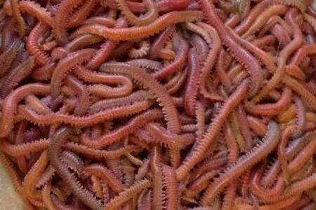 沙蚕是什么动物_养殖问答