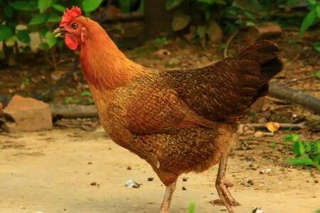 柴鸡外形特征及生产性能_养鸡