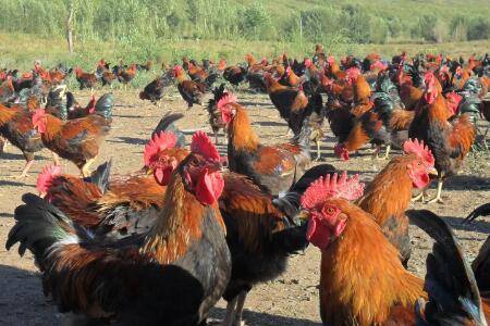 柴鸡和土鸡有什么区别_养鸡