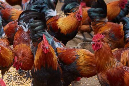 一只柴鸡多少斤_养鸡