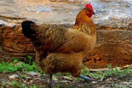 柴鸡苗去哪里购买_养鸡