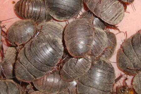 ������ʲô����ô��ֳ�����_��ֳ�ʴ�