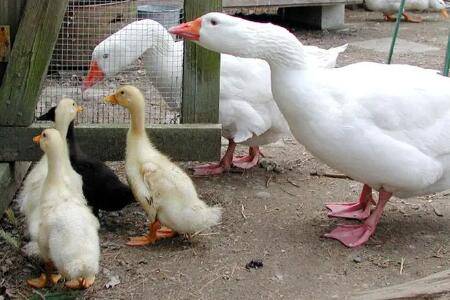 鹅苗怎么区分公母_养鹅