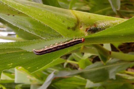 玉米粘虫的发生规律,玉米粘虫的药剂防治方法_种植问答