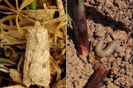 玉米地下害虫什么时间防治效果好_种植问答