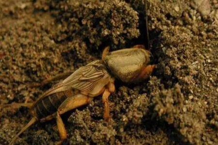 玉米地下害虫怎么防治,农业防治与药物防治相结合_种植问答