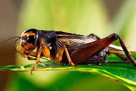 蟋蟀吃什么,根茎叶子及果实通吃_养殖问答