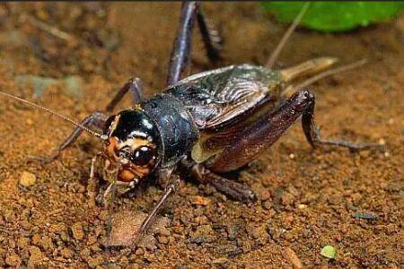 蟋蟀饲料怎么配制,选好原料是关键一步_养殖问答