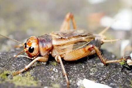 蟋蟀怎么抓,诱饵捕捉或胶带捕捉均可_养殖问答