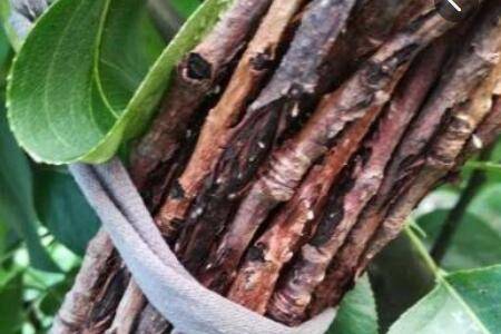 金蝉卵枝怎么保存_养殖问答