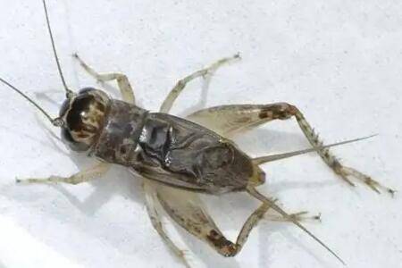 蟋蟀白虫是什么,专指人工饲养的蟋蟀_养殖问答