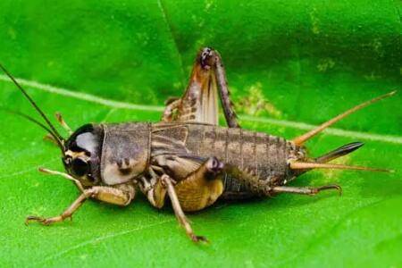 蛐蛐诱饵配方,蛐蛐诱捕方法_养殖问答