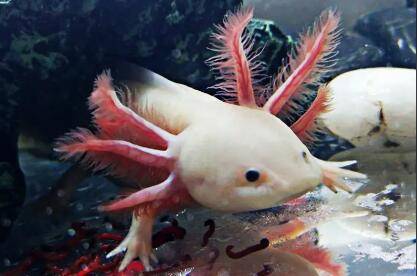 六角蝾螈吃什么,六角蝾螈的寿命多长_养殖问答