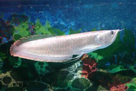 银龙鱼吃什么饲料,银龙鱼的食性规律有哪些_养鱼