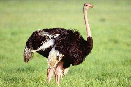 养鸵鸟成本及利润怎么样_养殖问答