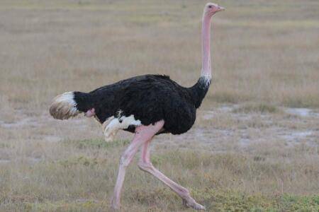 养鸵鸟成本及利润怎么样_养殖问答