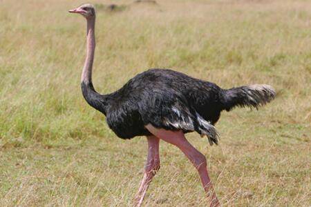 养鸵鸟成本及利润怎么样_养殖问答