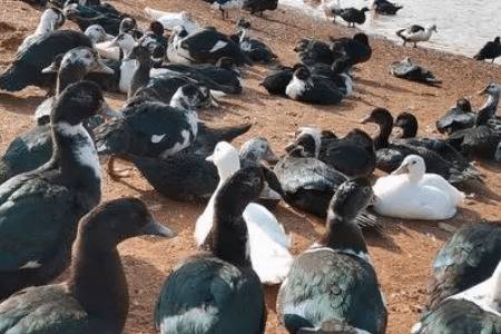 种番鸭强制换羽期的饲喂管理要求_养鸭