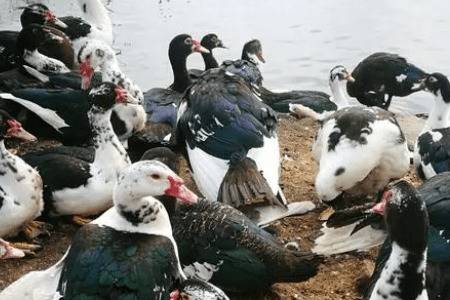 番鸭会不会飞_养鸭