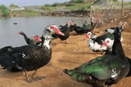 番鸭孵化期为多少天_养鸭