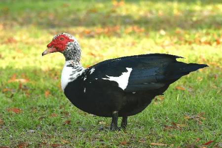 种番鸭产蛋期的饲喂管理_养鸭