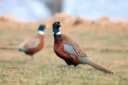 刚出壳的野鸡苗怎么养_养鸡