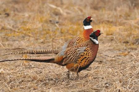 刚出壳的野鸡苗怎么分辨公母_养鸡