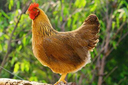 麻鸡养多少天出栏_养鸡