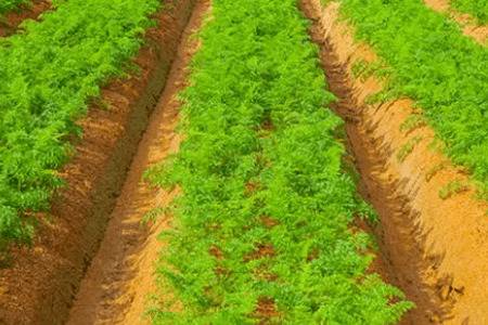 ���ܲ����´�����ô��_�߲���ֲ