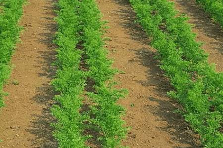 秋季胡萝卜什么时间种植_蔬菜种植