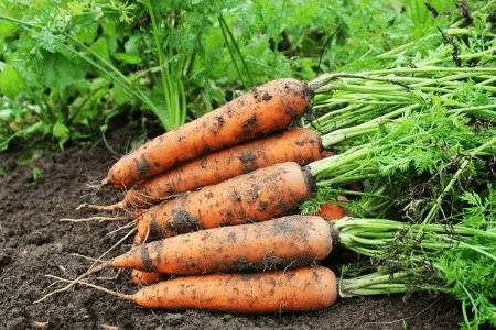 种萝卜时用什么肥料做底肥_蔬菜种植