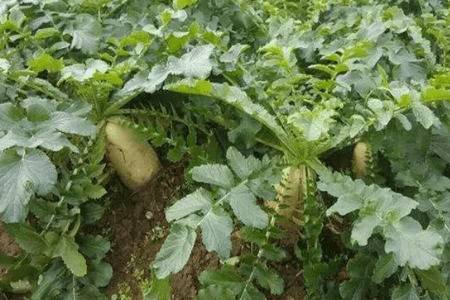 胡萝卜播种后多长时间出苗_蔬菜种植