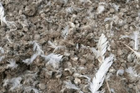 ���ӷ���ô���ͳ��л���_ũҩ����