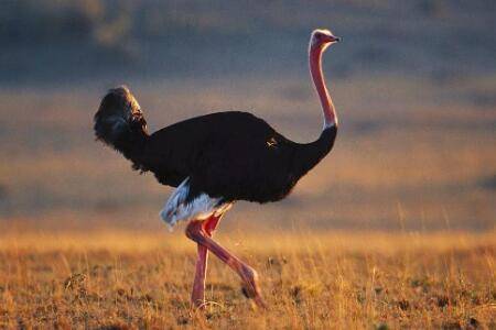 ����һ���ܳ����ٽ�_��ֳ�ʴ�