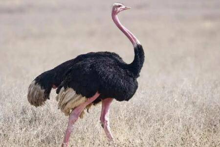 �������������ж��_��ֳ�ʴ�