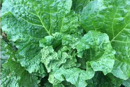 大白菜撒草木灰的方法_蔬菜种植