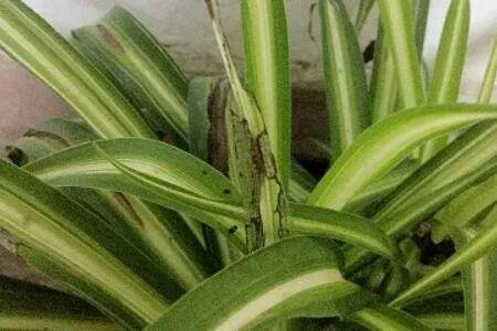 �����ϳ�����ô�죬���ֳ��淽����һ��_������ֲ