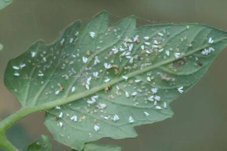 ������������ô��_������ֲ