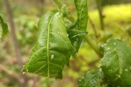 ֲ��Ҷ�ϳ���ɫ������ô��_������ֲ