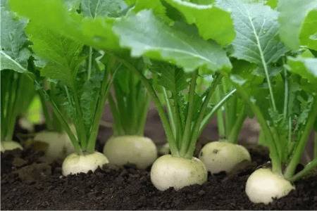 �ܲ���ֲ�����ٺ���_�߲���ֲ