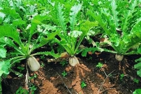 萝卜一年能播种几次_蔬菜种植