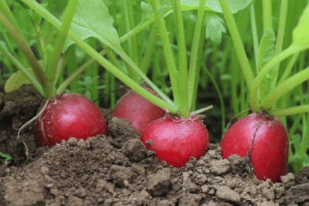 �ܲ��ֶ���Ϊ�ã��ܲ������ٺ���_�߲���ֲ