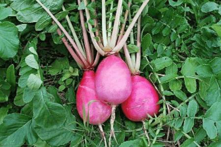 �������ܲ�������_�߲���ֲ