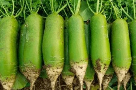 ���ܲ��ͺ�����¶�Ϊ����_�߲���ֲ